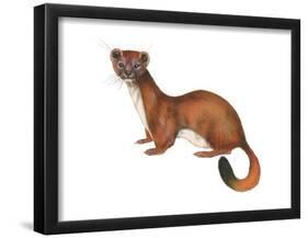 Ermine (Mustela), Weasel, Mammals-Encyclopaedia Britannica-Framed Poster