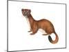 Ermine (Mustela), Weasel, Mammals-Encyclopaedia Britannica-Mounted Poster