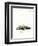 Ermine-null-Framed Premium Giclee Print