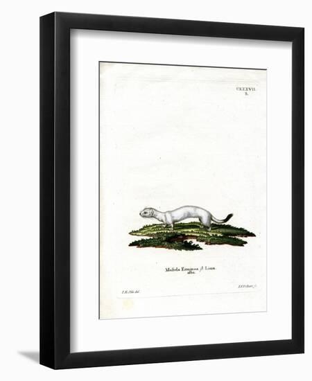 Ermine-null-Framed Premium Giclee Print