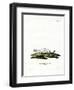 Ermine-null-Framed Premium Giclee Print