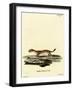 Ermine-null-Framed Giclee Print