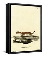 Ermine-null-Framed Stretched Canvas