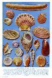 A Selection of British Shells-Ernest Aris-Stretched Canvas