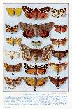 A Selection of Common British Moths-Ernest Aris-Framed Art Print