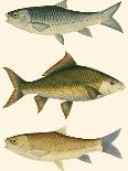 Antique Fish II-Ernest Briggs-Art Print