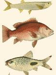Antique Fish I-Ernest Briggs-Art Print