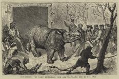 Transferring the Hairy Rhinoceros from Her Travelling Den to Her Cage-Ernest Henry Griset-Giclee Print