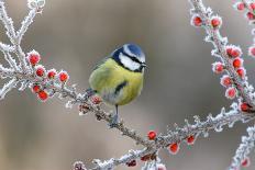 Blue Tit Parus Caeruleus, on Berries in Frost, Midlands, Winter-Erni-Photographic Print
