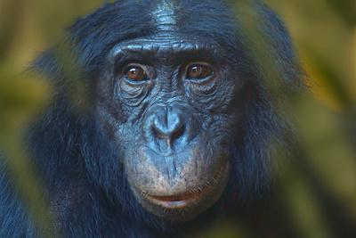 Bonobo (Pan Paniscus) Captive, Portrait, Occurs In The Congo Basin. Leaves Digitally Added