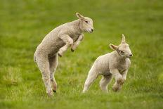 Domestic Sheep, Lambs Playing in Field, Goosehill Farm, Buckinghamshire, UK, April 2005-Ernie Janes-Photographic Print