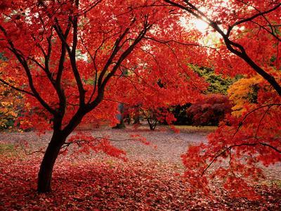 Japanese Maples in Autumn