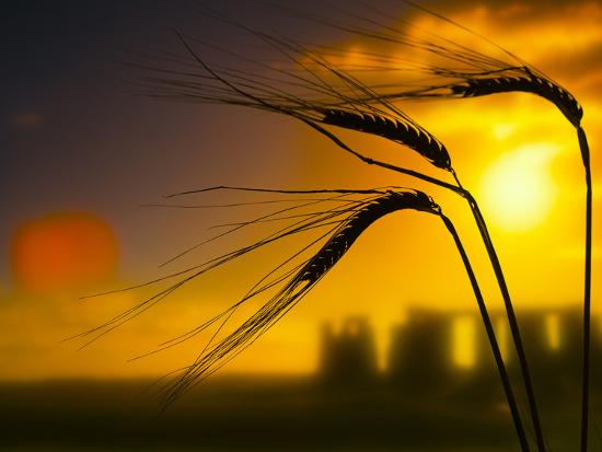 Photographic Print, , large