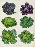 Cabbages: Tab. 1 from the `Album Benary', C.1876-Ernst Benary-Framed Giclee Print