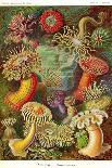 Ascidiae-Ernst Haeckel-Art Print