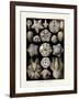 ERNST HAECKEL ART - 19Th Century - Blastoidea-The Nature Notes-Framed Photographic Print