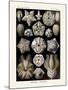 ERNST HAECKEL ART - 19Th Century - Blastoidea-The Nature Notes-Mounted Photographic Print