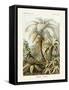 ERNST HAECKEL ART - 19Th Century - Filicinae - Ferns-The Nature Notes-Framed Stretched Canvas