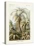 ERNST HAECKEL ART - 19Th Century - Filicinae - Ferns-The Nature Notes-Stretched Canvas