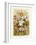 ERNST HAECKEL ART - 19Th Century - Orchideae - Orchids-The Nature Notes-Framed Photographic Print