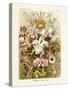 ERNST HAECKEL ART - 19Th Century - Orchideae - Orchids-The Nature Notes-Stretched Canvas