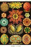 Pitcher Plants-Ernst Haeckel-Art Print