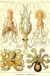 Astro-Jellyfish-Ernst Haeckel-Art Print
