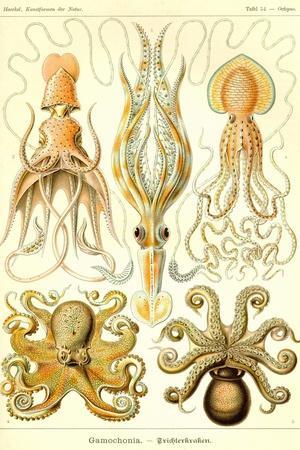 Cephlopods