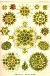 Ascidiae-Ernst Haeckel-Art Print