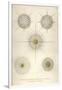 Gramercy White