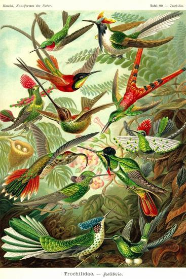 Art Print, , large