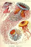 Lizards-Ernst Haeckel-Art Print