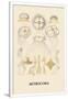 Gramercy White