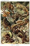 Lizards-Ernst Haeckel-Art Print