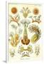 Gramercy White