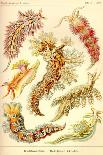 Jelly Fish-Ernst Haeckel-Art Print
