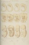 Haeckel's Comparision of Embryos of Pig, Cow, Rabbit and Man-Ernst Heinrich Philipp August Haeckel-Giclee Print