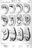 Haeckel's Comparision of Embryos of Pig, Cow, Rabbit and Man-Ernst Heinrich Philipp August Haeckel-Stretched Canvas