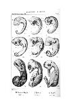 Haeckel's Comparision of Embryos of Pig, Cow, Rabbit and Man-Ernst Heinrich Philipp August Haeckel-Stretched Canvas