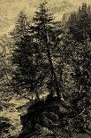 Sepia Wild Pine-Ernst Heyn-Art Print