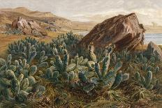 Plants, Cactus, Mexico-Ernst Heyn-Art Print