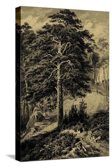Stretched Canvas Print, , large