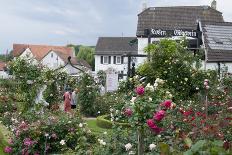 Rose Garden, Steinfurth, Wetterau, Hessian, Germany-Ernst Wrba-Photographic Print