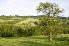 Rose Garden, Steinfurth, Wetterau, Hessian, Germany-Ernst Wrba-Photographic Print