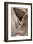 Eroded watercourse in Navajo sandstone of narrow canyon, Hidden Canyon, off Zion Canyon, Zion-Bob Gibbons-Framed Photographic Print