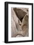 Eroded watercourse in Navajo sandstone of narrow canyon, Hidden Canyon, off Zion Canyon, Zion-Bob Gibbons-Framed Photographic Print