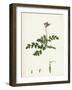 Erodium Cicutarium Common Stork'S-Bill-null-Framed Giclee Print