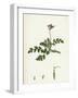 Erodium Cicutarium Common Stork'S-Bill-null-Framed Giclee Print