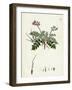 Erodium Moschatum Musk Stork'S-Bill-null-Framed Giclee Print