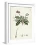 Erodium Moschatum Musk Stork'S-Bill-null-Framed Giclee Print